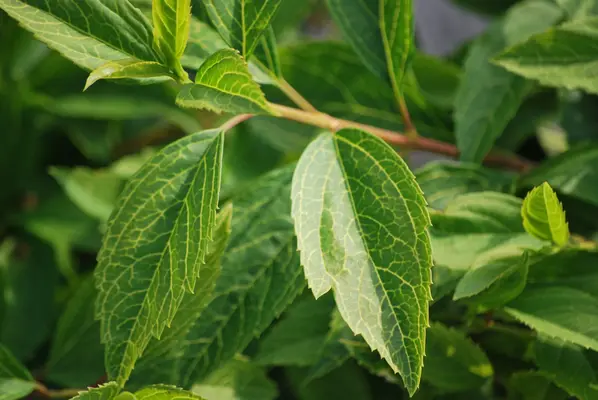 Škôlka rastlín - zástupný obrázok